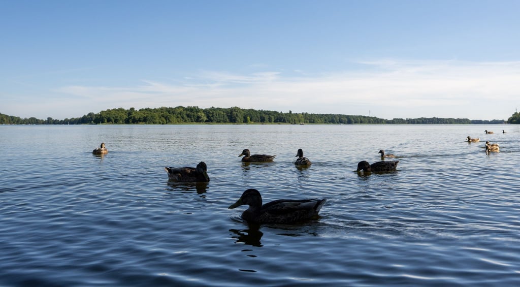 Der Ruppiner See meldet derzeit Beeinträchtigungen durch Blaualgen. (Archivbild)