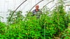 Sein ganz persönliches Paradies: Rentner Karl Wegmann aus Zerbst steht mitten in seinen vielen Tomatenpflanzen.