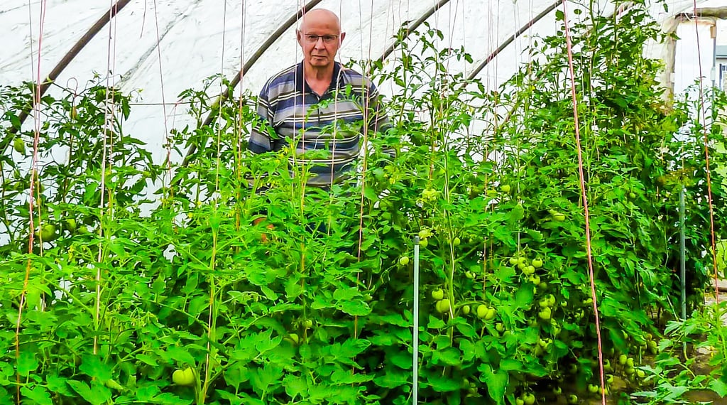 Sein ganz persönliches Paradies: Rentner Karl Wegmann aus Zerbst steht mitten in seinen vielen Tomatenpflanzen.