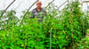 Sein ganz persönliches Paradies: Karl Wegmann steht mitten in seinen Tomatenpflanzen.