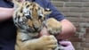 Sibirische Tiger sind gefährliche Raubtiere. Beim Anblick kleiner Tigerbabys mag das kaum vorstellbar sein. Genauso niedlich wie dieses Jungtier aus im Duisburger Zoo (2021) kommt der aktuelle Nachwuchs im Zoo Magdeburg daher. Gleich vier Tigerbabys zieht die Tigerdame Stormi dort groß.