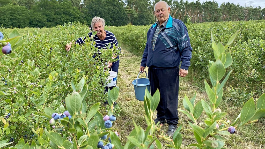 Seit Anfang der Woche wird das Angebot zum Selbstpflücken der Heidelbeeren in Hohenseeden an der B1 hervorragend genutzt.