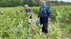 Seit Anfang der Woche wird das Angebot zum Selbstpflücken der Heidelbeeren in Hohenseeden an der B1 hervorragend genutzt. 