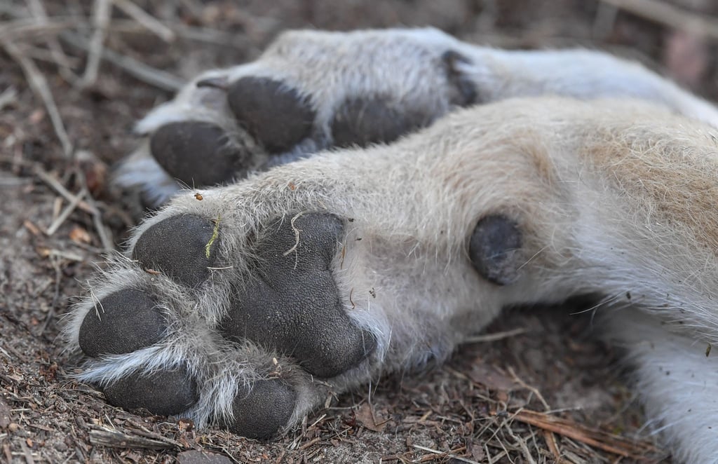 Ein Ende 2023 im Wartburgkreis entdeckter toter Wolf, ist nach neusten Untersuchungen erschossen worden. (Symbolbild)