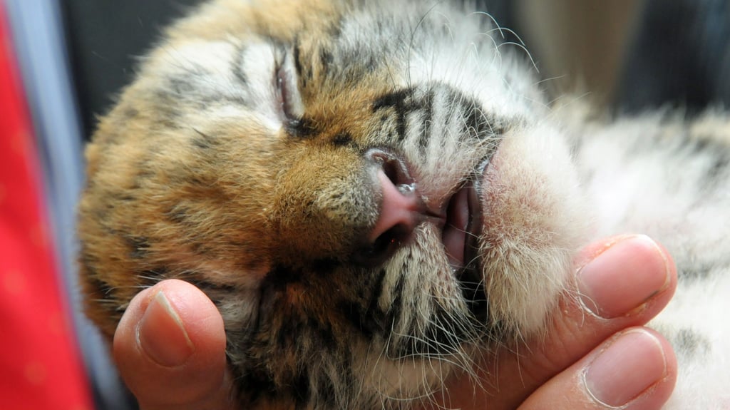 Knapp zwei Wochen nachdem die Sibirischer Tigerin Stormi im Zoo Magdeburg Fünflinge zur Welt brachte, starb ein Jungtier (Symbolfoto). Hat die Mutter es versehentlich erdrückt?