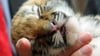 Knapp zwei Wochen nachdem die Sibirischer Tigerin Stormi im Zoo Magdeburg Fünflinge zur Welt brachte, starb ein Jungtier (Symbolfoto). Hat die Mutter es versehentlich erdrückt?