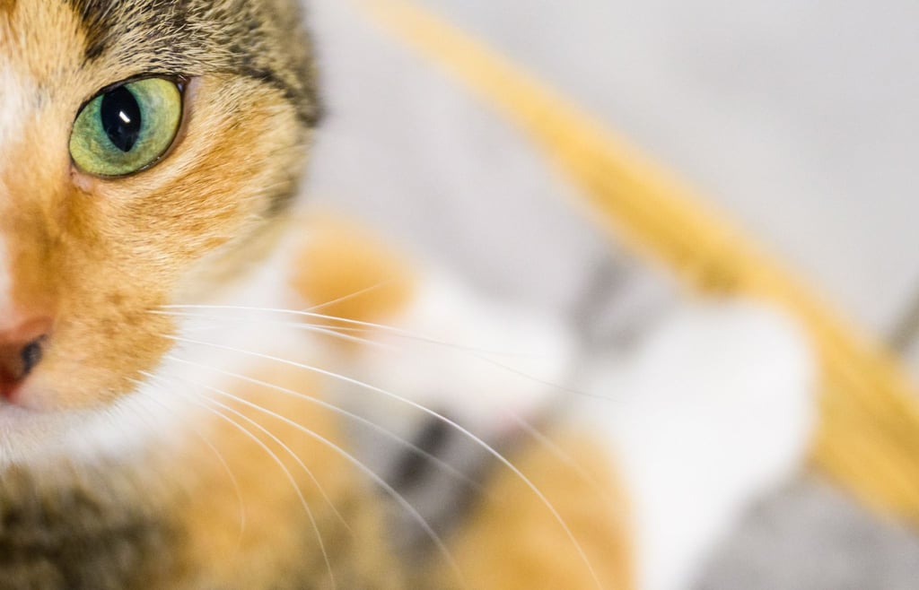 Im Landreis Gotha hat eine Katze laut Polizei einen erheblichen Anteil daran, dass ihre Halterin aus einer gefährlichen Situation gerettet werden konnte. (Symbolbild)