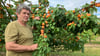 Sylvio Diethe zeigt die Aprikosenbäume voller Früchte. Mit der Ernste 2025 ist er bisher zufrieden.&nbsp;
