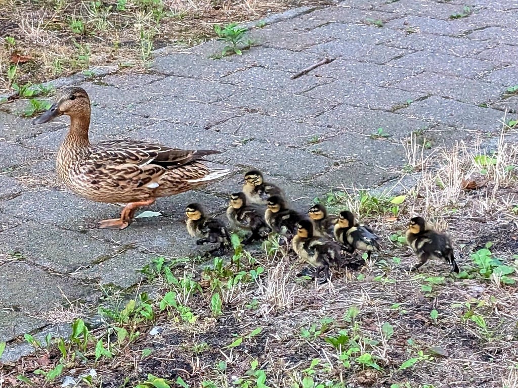 Die Enten-Familie ist wieder vereint.
