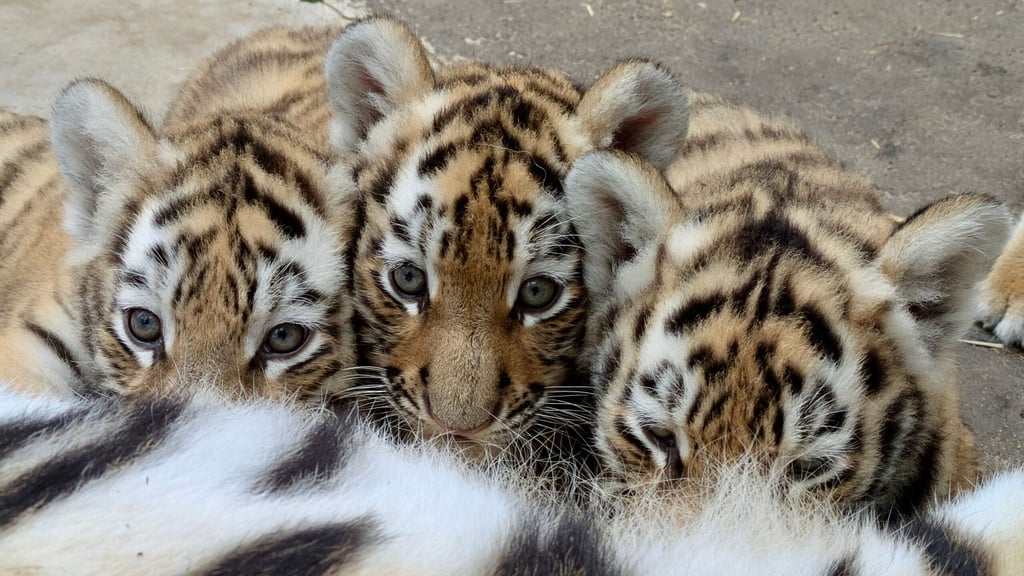 So viel Aufregung macht hungrig: Drei der vier kleinen Sibirischen Tiger stärken sich bei Mama Stormi.