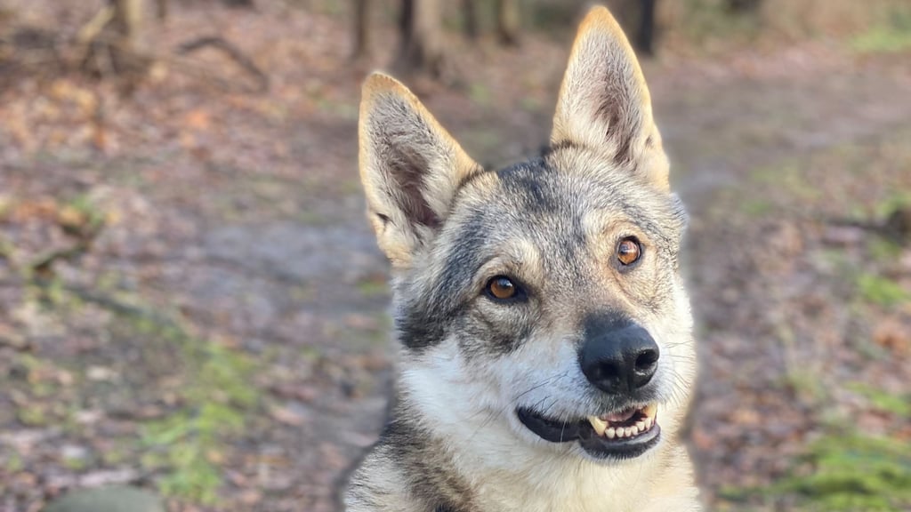 Vor zwei Jahren wurde Nanouk vorläufig gerettet. Nun wurde der Mischling nach einer Beißattacke in Halberstadt eingeschläfert - trotz Protesten, und obwohl Tierschützer einen Interessenten für den Hund hatten.