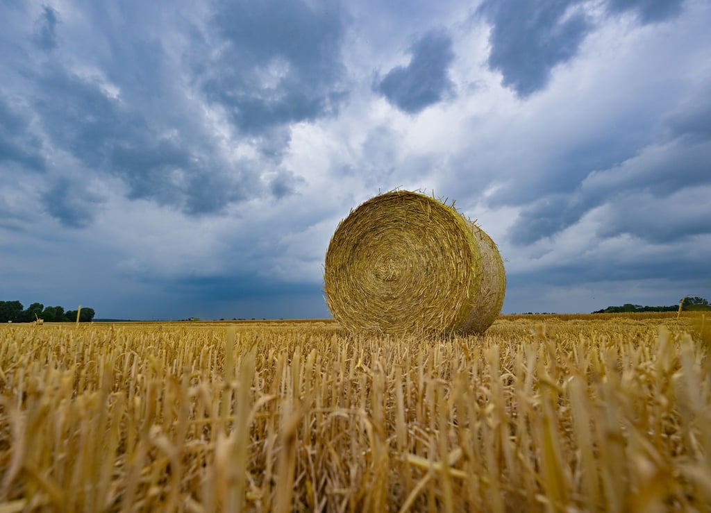 Der Regen kann die Getreideernte bremsen - doch Einbußen sind derzeit nicht befürchten, sagt Brandenburgs Bauernpräsident Wendorff. (Archivbild)