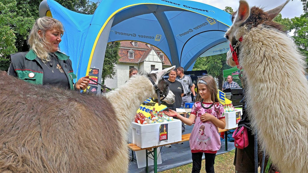 Keine Angst vor großen Tieren: Charlotte hatte mit den beiden Lamas Anna und Elli aus dem Ascherslebener Zoo ihren Spaß beim Gartenträume-Picknick-Tag.