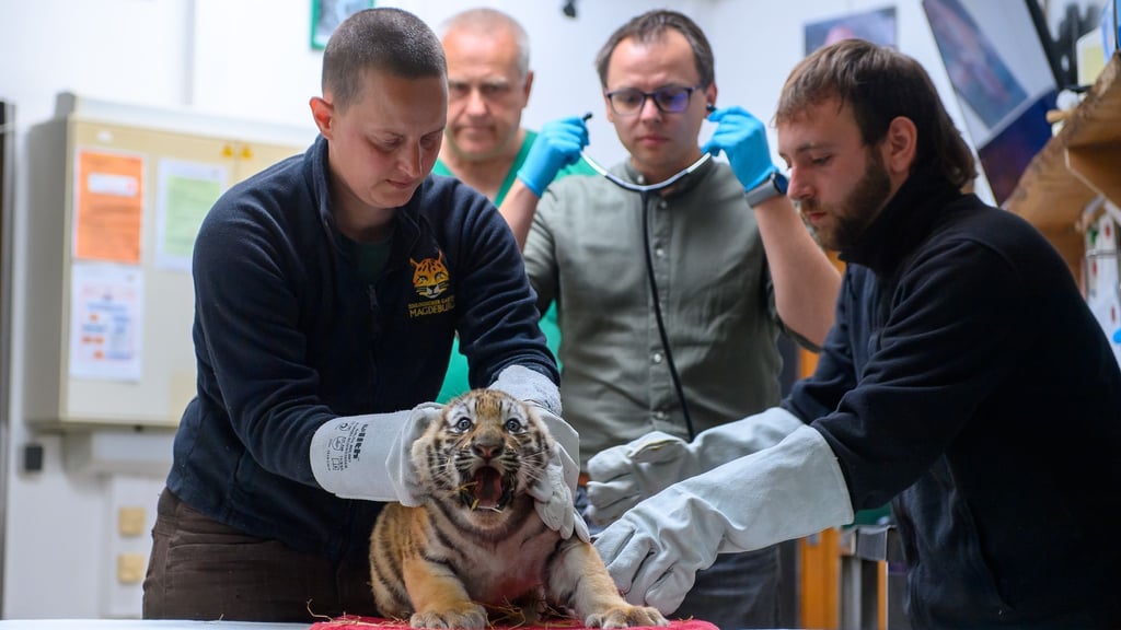 Im Zoo Magdeburg ist der Tigernachwuchs von Tigerdame Stormi erstmals geimpft worden. Die kleinen Raubtiere protestierten vehement gegen das Prozedere.