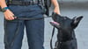 Die Spürhunde waren bei mehreren Durchsuchungen im Einsatz. (Symbolbild)