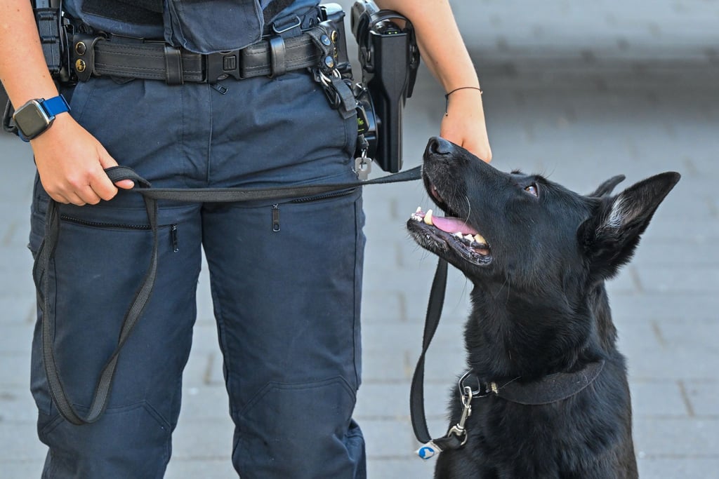 Die Spürhunde waren bei mehreren Durchsuchungen im Einsatz. (Symbolbild)