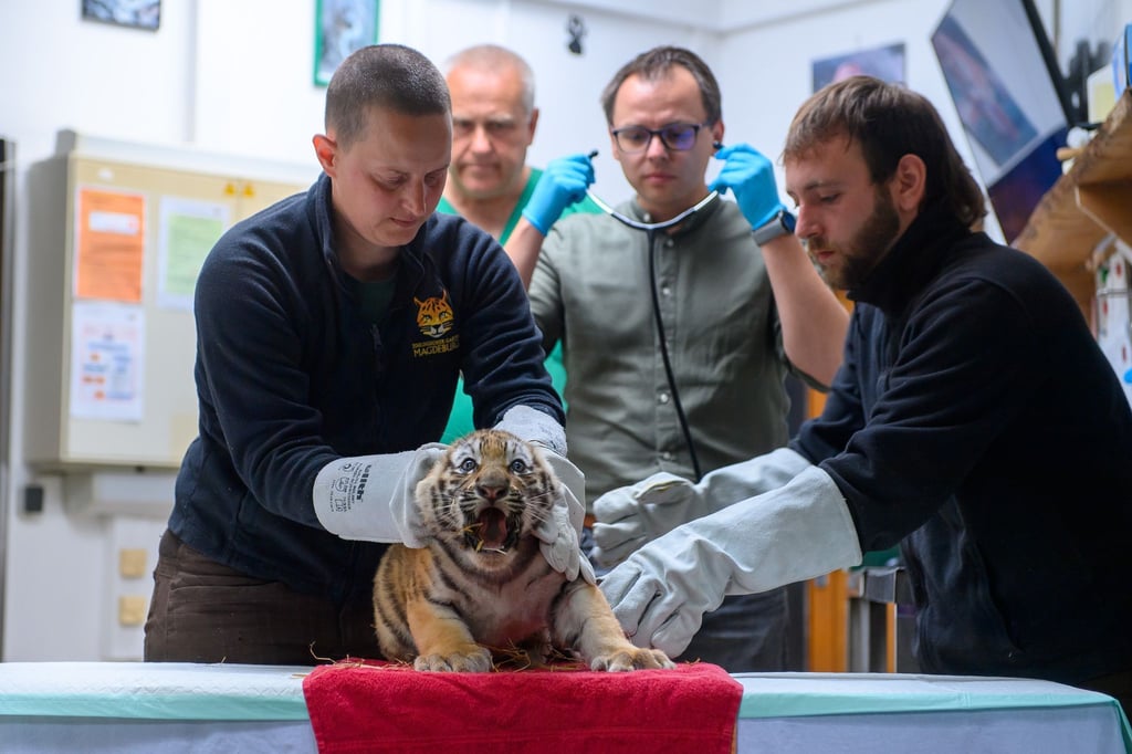 Gut gebrüllt: Im Magdeburger Zoo wurden jetzt die vier jungen Tiger geimpft.