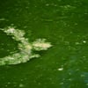 Blaualgen verhindern derzeit das Baden im Stausee Kelbra.&nbsp;