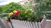 Wird in der Eigentümerversammlung der Beschluss gefasst, dass Blumenkästen künftig innen am Balkon hängen müssen, ist dies rechtens.