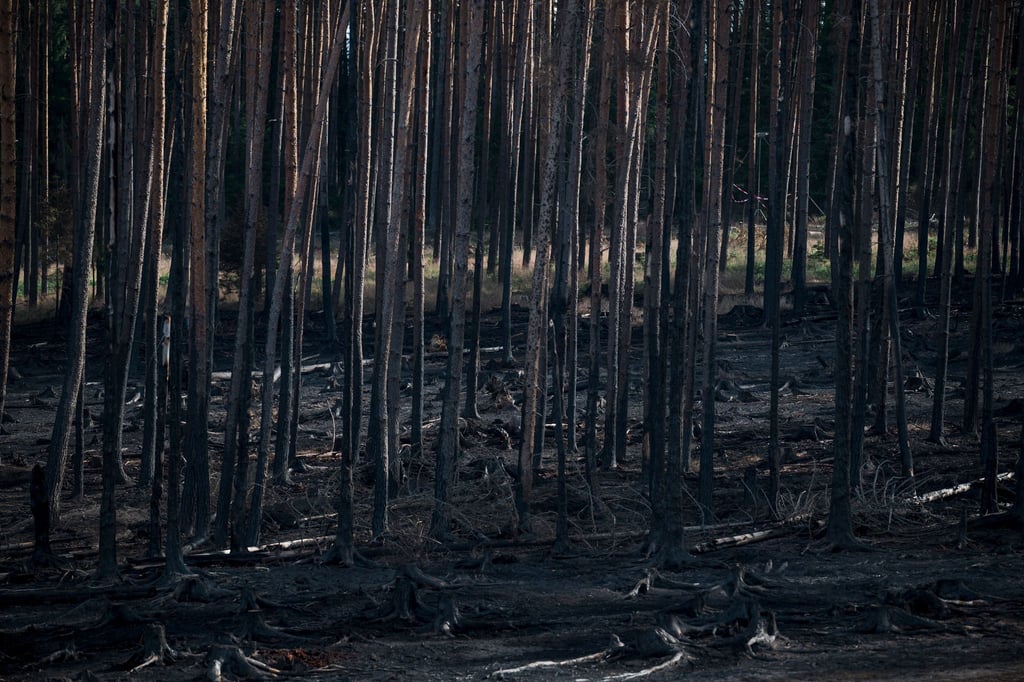 Anfang Juli brach auf der Saalfelder Höhe ein großflächiger Waldbrand aus. Fast zwei Wochen später gilt das Feuer nun als gelöscht. (Archivbild)