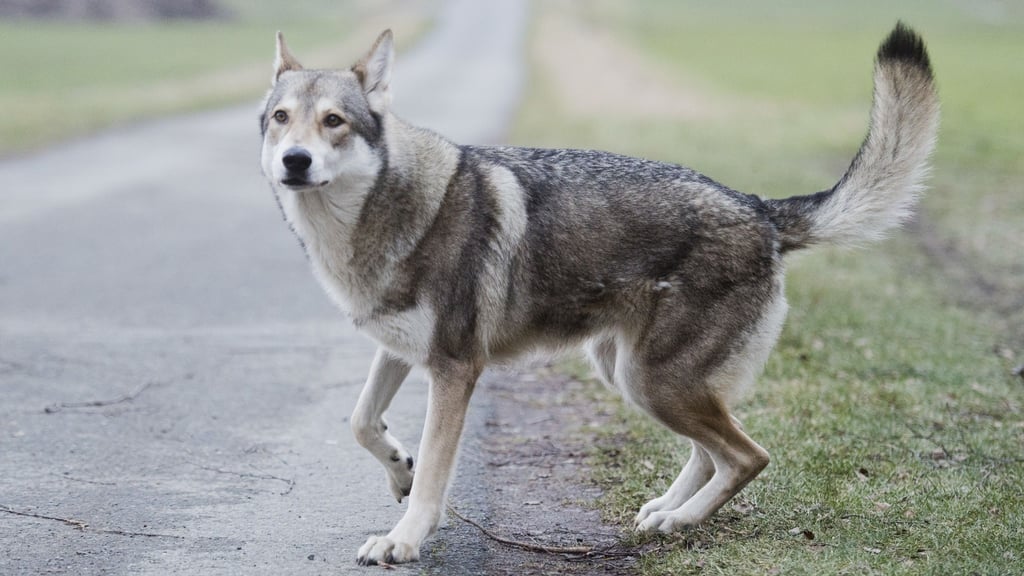 Wolfshunde sind friedlicher als ihr Ruf, sagt Experte Christian Berge.