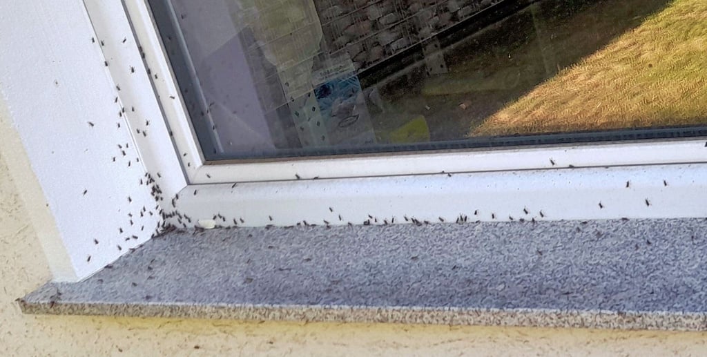 Viele schwarze Punkte auf der Fensterbank. Böckwitz wird vom Blattrandkäfer heimgesucht. Die Tiere dringen durch jede Öfnung in die Häuser ein.