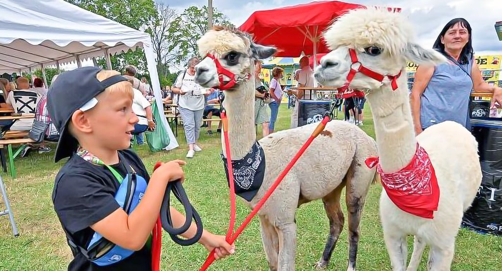 Auch beim letzten Hoymat-Fest sorgten die beiden Alpakas Siggi und Buddi für staunende Ausrufe.