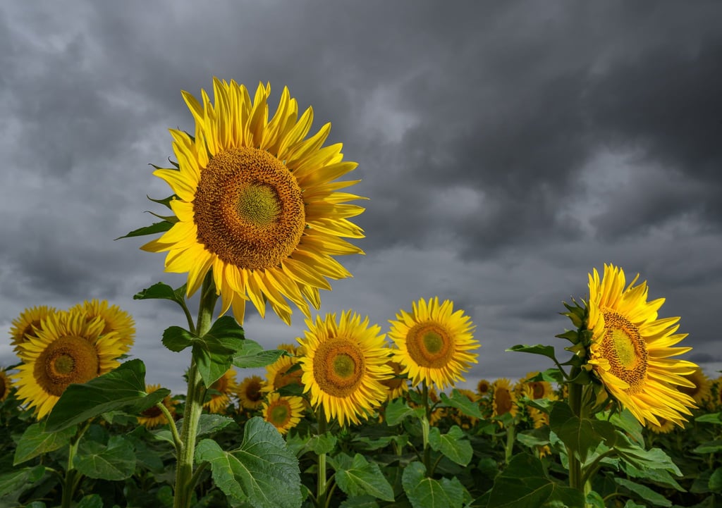 Ab dem Nachmittag ziehen laut DWD dunkle Wolken über den drei Bundesländern auf und kündigen nahende Gewitter an. (Symbolbild)