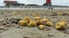 Im Mai wurden schon einmal wachsartige Klumpen am Strand von Norderney angespült. (Archivbild)