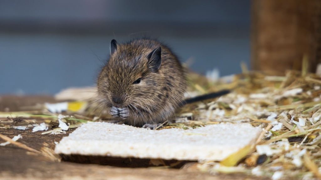 Degu im Wildpark Christianental