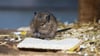 Degu im Wildpark Christianental