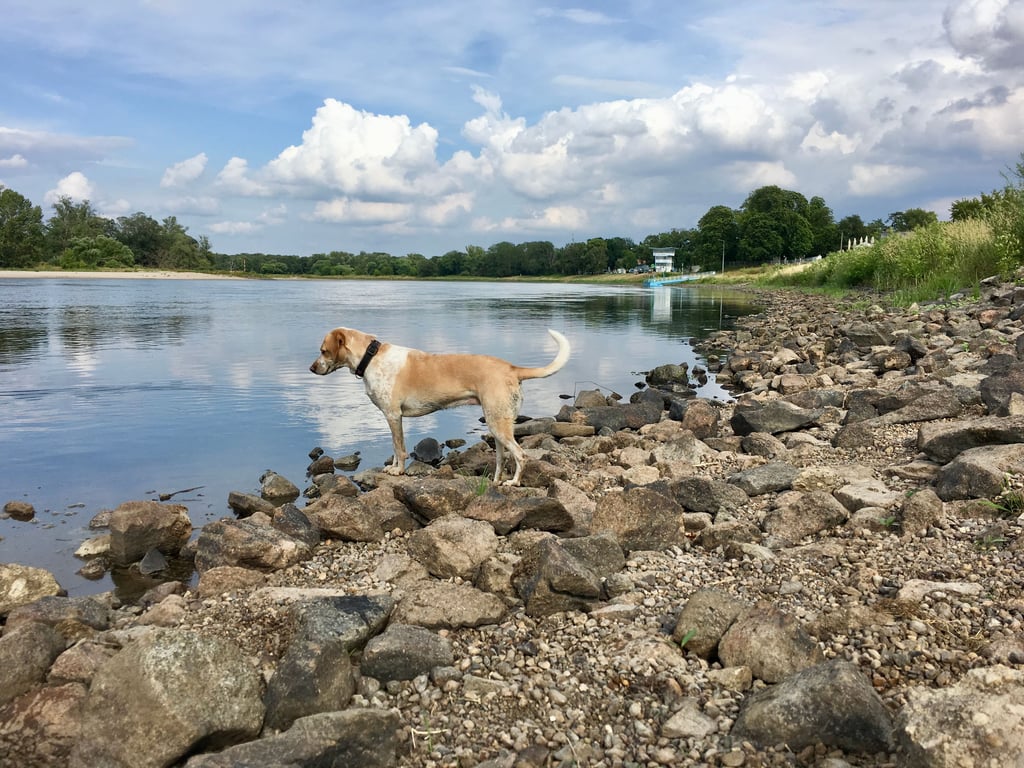 Hundstage, auch für Binnenschiffer: Die Elbe, hier bei Dessau, führt immer weniger Wasser.