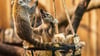 Drei kleine Bären mit weißer Schnauze sind jetzt für Zoobesucher zu sehen (Handout-Foto)