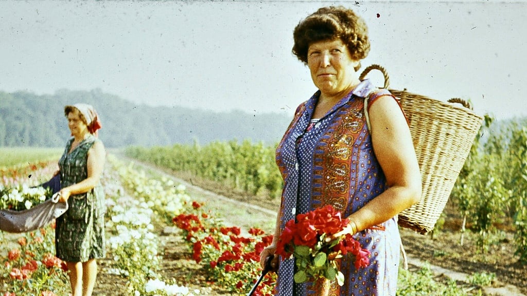 Rosenbäuerinnen auf den Feldern rund um Schleesen – so begann in den 1960er-Jahren die Geschichte des Rosendorfs. Das Bild erinnert an die Wurzeln des heutigen Rosenfests, das in diesem Jahr zum 50. Mal gefeiert wird.