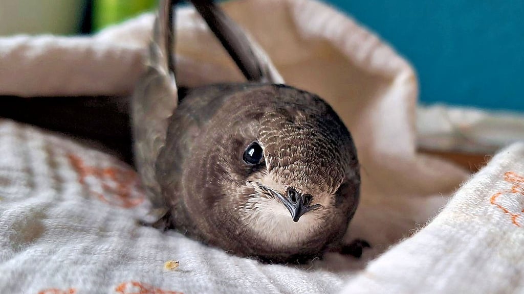 Mauerseglern und Schwalben kann man zu Hause ein Nest aus Küchenrolle in einem Karton mit Luftlöchern bauen.