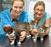 Die Naumburger Tierärztin Heike Kunnaht (l.) und ihre Mitarbeiterin Josephin Menzel mit drei der   Kätzchen, die glücklicherweise alle wohlauf sind.