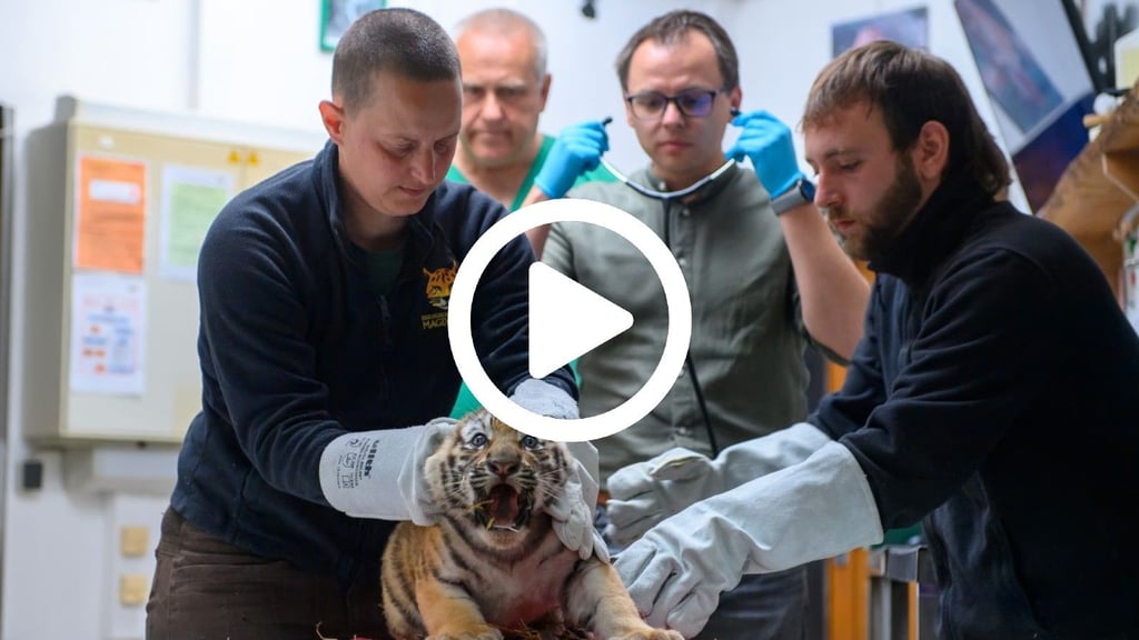 Im Zoo Magdeburg ist der Tigernachwuchs von Tigerdame Stormi erstmals geimpft worden. Die kleinen Raubtiere protestierten vehement gegen das Prozedere.