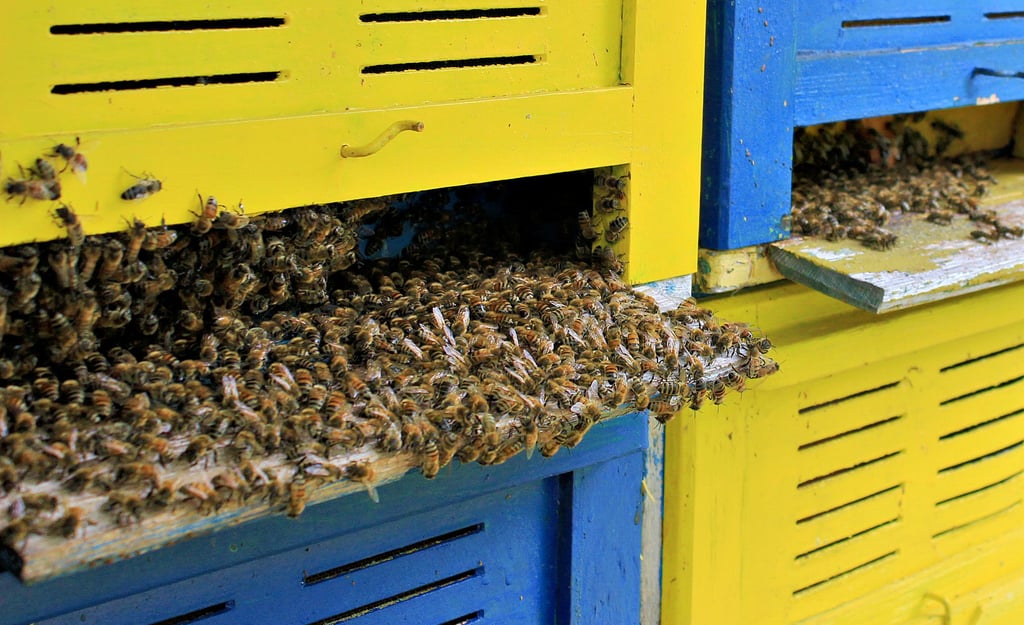 Wolfgang Riebenstahls blau-gelbe Bienenkästen heißen im Fachjargon „Hinterbehandlungsbeuten“, da der Imker im Bienenhaus von hinten mit Klappen an die Waben kommt.