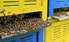 Wolfgang Riebenstahls blau-gelbe Bienenkästen heißen im Fachjargon „Hinterbehandlungsbeuten“, da der Imker im Bienenhaus von hinten mit Klappen an die Waben kommt. 