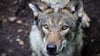 In Sachsen gibt es laut vorläufigem Wolfsmonitoring für das Jahr 2024/25 nun 41 bestätigte Wolfsterritorien. (Archivfoto)