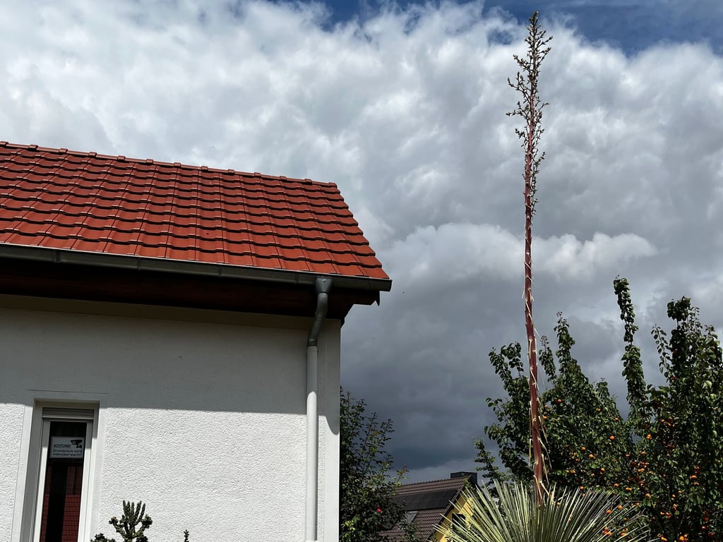 Dieses stattliche Exemplar der Yucca filamentosa steht im Vorgarten von Familie Maaß in Querfurt.