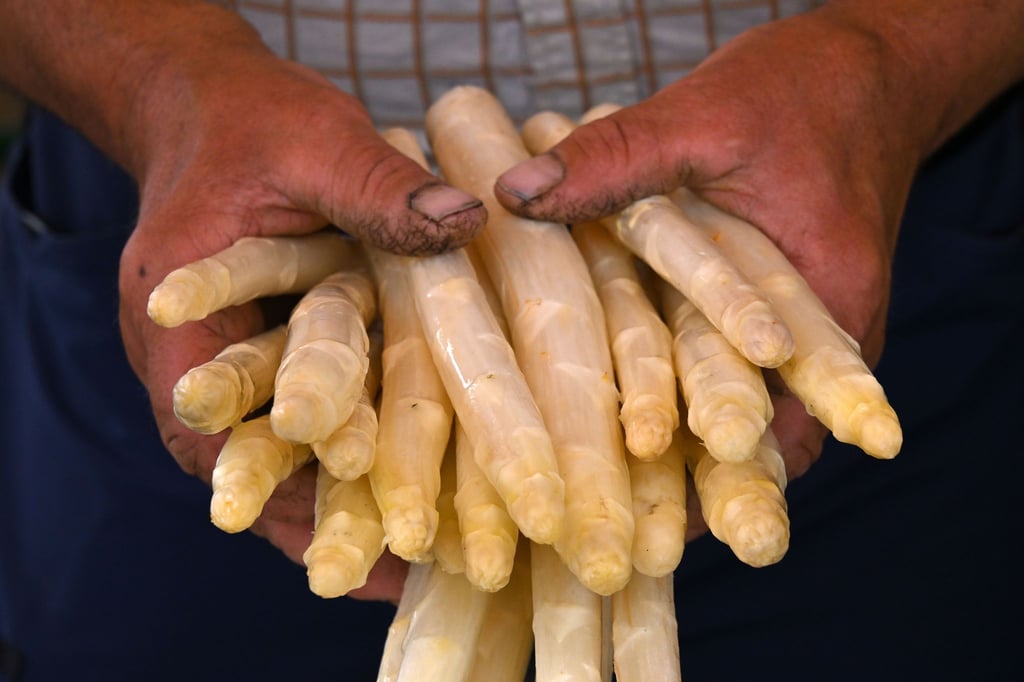 Etwas weniger Fläche, etwas weniger Ernte: Rund 1.393 Tonnen Spargel sind ersten Schätzungen nach in diesem Jahr in Thüringen gestochen worden - 16 Prozent weniger als im Vorjahr. (Archivbild)