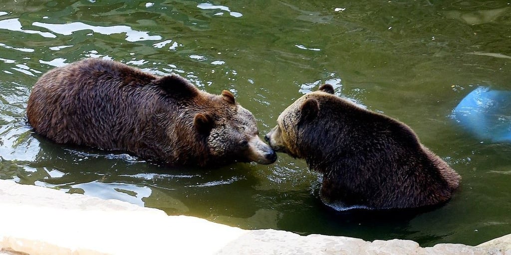 Eine Aufnahme aus dem Sommer 2019. Die Droyßiger Bären Aiko und Toni erfrischen sich.