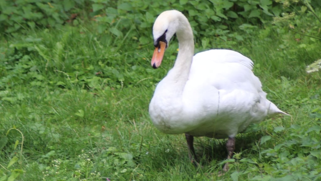 Der Ilse-Schwan namens Hubert lebte nach einem Hochwasser etwa 20 Jahre im Bereich der Ilsestraße.
