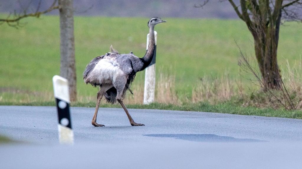 Große Augen auf der B189: Ein Nandu sorgte bei Dahlen im Landkreis Stendal für Aufregung.