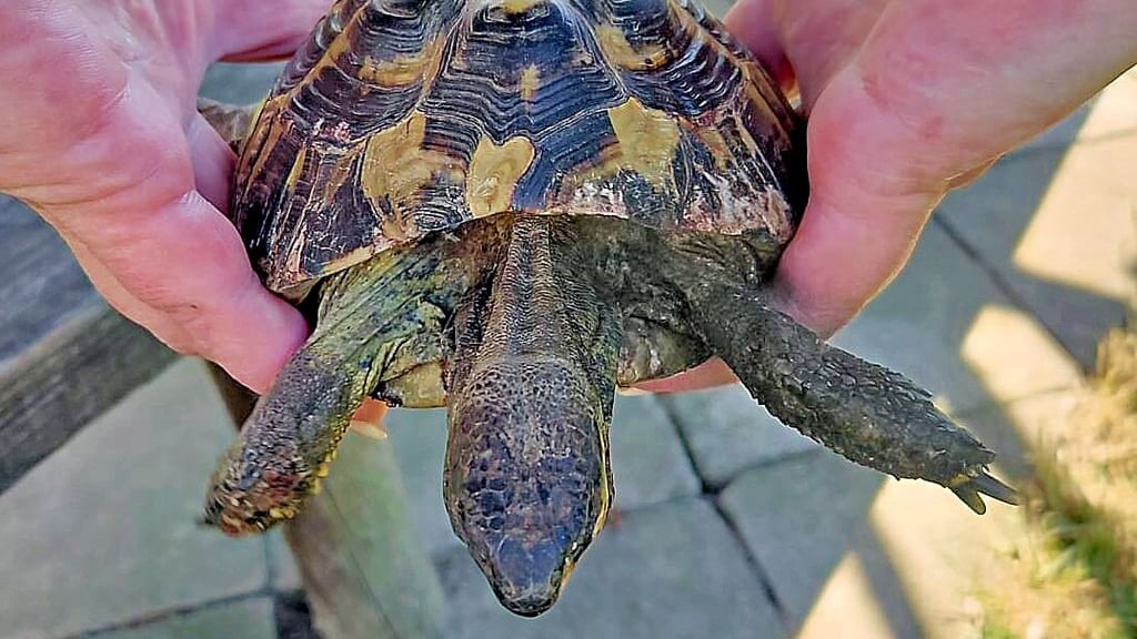 Das Tierheim Aschersleben rettet eine verletzte Schildkröte. Mit einem Bild suchte es in den sozialen Medien nach den Besitzern. Und fand sie.