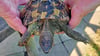 Das Tierheim Aschersleben rettet eine verletzte Schildkröte. Mit einem Bild suchte es in den sozialen Medien nach den Besitzern. Und fand sie.