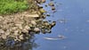 Im Spittelwasser in Raguhn treiben tote Fische. 