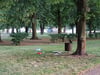 Ein Vogel auf dem Mülleimer im Stadtpark in Magdeburg – darunter verstreuter Abfall, den Tiere aus dem Behälter gezogen haben.