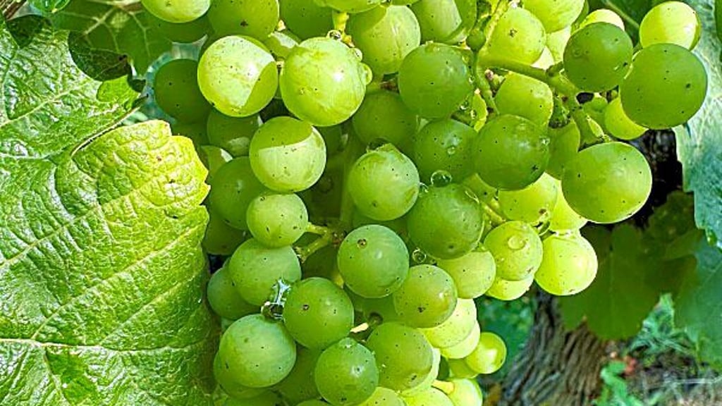 Die Scheurebe ist unter Weinkennern sehr beliebt.